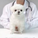 엔케어동물의료센터 이미지