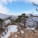 2월 8일(수) 대관령 제왕산(대관령 옛길) 산행 안내 이미지