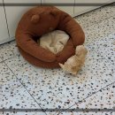 더 샵 동물메디컬센터 이미지