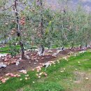 제장농장 이미지