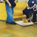 댕댕아 학교가자 이미지