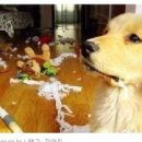 강아지이야기 이미지