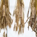 성한농장 이미지