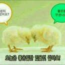 너른 Daum카페