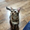 실버캐슬 캐터리 이미지