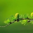 해인향기 이미지