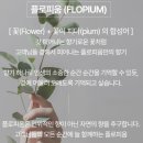 피움플라워꽃:피움