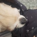 우솔동물병원 이미지