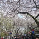 어울림공원_사리역주변 | 제11회 신대방 어울림 벚꽃축제 실시간 후기! 도림천 뚝방길 벚꽃 터널과 열정의 무대 🌸