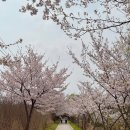 이교낚시얼음 | 남양주 벚꽃 명소 데이트 코스 추천 물의정원 자전거대여 주차장