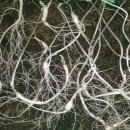 심원농장 이미지