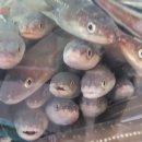 장어랑아나고 이미지