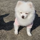 부산애견호텔 강아지유치원 애견미용 맘바이 수영구점 이미지