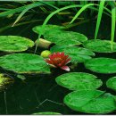 연못이 있는 집 이미지