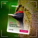 후원금_카카오페이_4 | 야놀자&WWF 애니스테이 멸종위기동물 지키기 캠페인 후원 이벤트 및 참여 후기