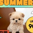 유앤미펫 강아지분양 고양이분양 위례점 이미지