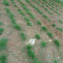 잔듸민박 이미지