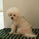 오늘의 강아지 | 강아지 기관지영양제 기호성 좋아서 맛있게 먹는 페노비스 인캡슐 브로멜라인 후기