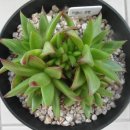 엘체 Daum카페