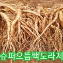 으뜸2농장 Daum카페