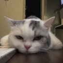 행복한멍냥이