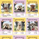 오세요 댕댕이 이미지