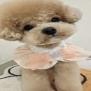 멍그라밍 이미지