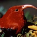 After long wait, 3 endangered species win federal protection 이미지