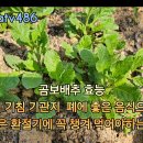 맛있는 곰보배추 나물 무침 이미지