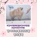 관절 약한 강아지다이어트 안산애견유치원 멍쓰홀릭에서 수중트레드밀 운동