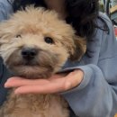 함께할개 사랑할개 이미지