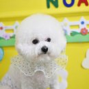 루이 펫 살롱 이미지