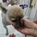 위즈펫동물병원 | 인천동물병원 슬개골 잘하는 곳 발견