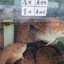 강구대게횟집 이미지