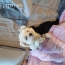 콩이네 민박 이미지