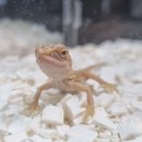 알비노랩 이미지