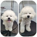 둘리미용실 이미지