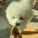 코타강쥐 이미지