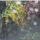 비 오는 날의 수채화 이미지