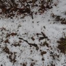 정원김치 이미지