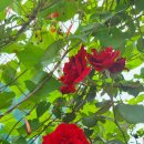 추혁진 가수님 부산 의료 박람회 공연 응원합니다! 크루즈 일정 응원합니다! 이미지