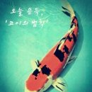 코이 - 미추홀구 경인로 158 | 코이