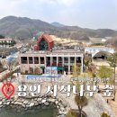 용인 가볼 만한 곳 [자작나무 숲] 대형 카페 베툴라 봄꽃축제 튤립 개화 현황 플리마켓 정보