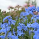 등나무문화공원 이미지