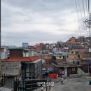 국민돼지 이미지