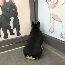 혼자두면 장판뜯어서 차린 개카페 이미지