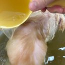 몽글펫살롱 이미지