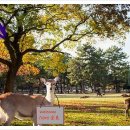 골프나라 이미지