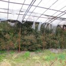 홍집농장 이미지