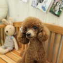 포포퍼피 이미지